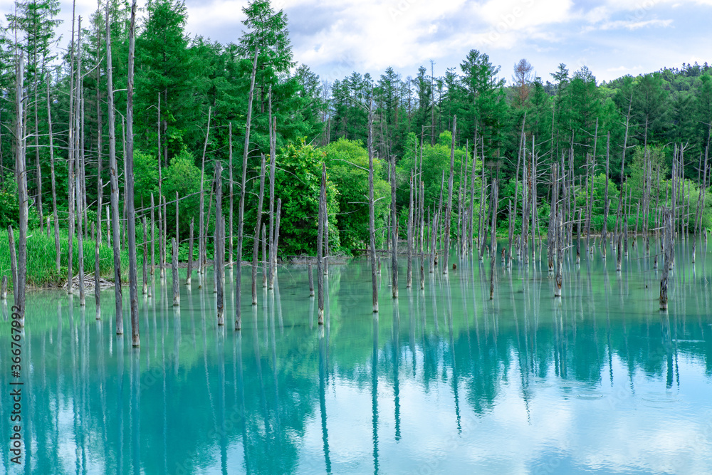 北海道　美瑛町の夏の風景　青い池
