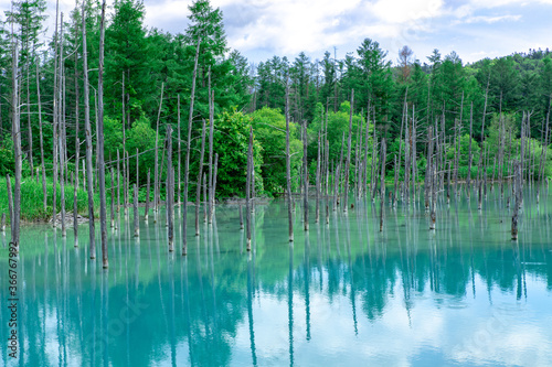 北海道 美瑛町の夏の風景 青い池