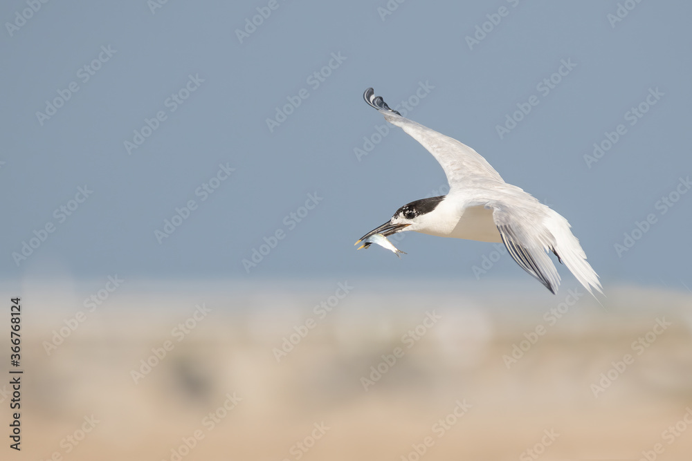 A sandwich tern with a fish in its mouth A sandwich tern with a fish in its mouth