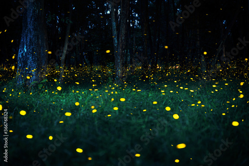 Firefly flying in the forest. Fireflies in the bush at night in Prachinburi Thailand. Long exposure photo. 