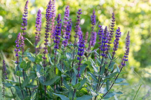 Background or Texture of Salvia nemorosa 'Caradonna' Balkan Clary in a Country Cottage Garden in a romantic rustic style. photo