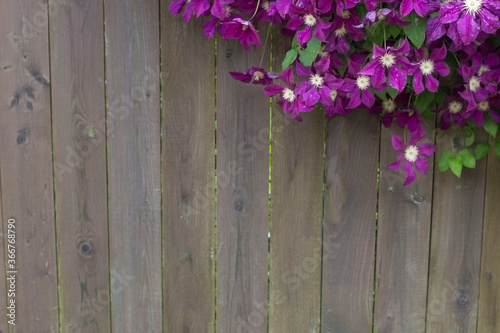 Dark purple clematis flowers against a wooden fence on a beautiful summer evening