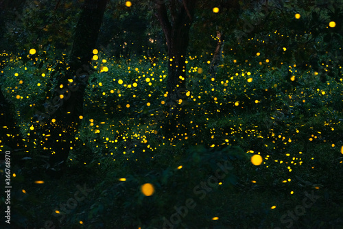 Firefly flying in the forest. Fireflies in the bush at night in Prachinburi Thailand. Long exposure photo.   © VR Studio