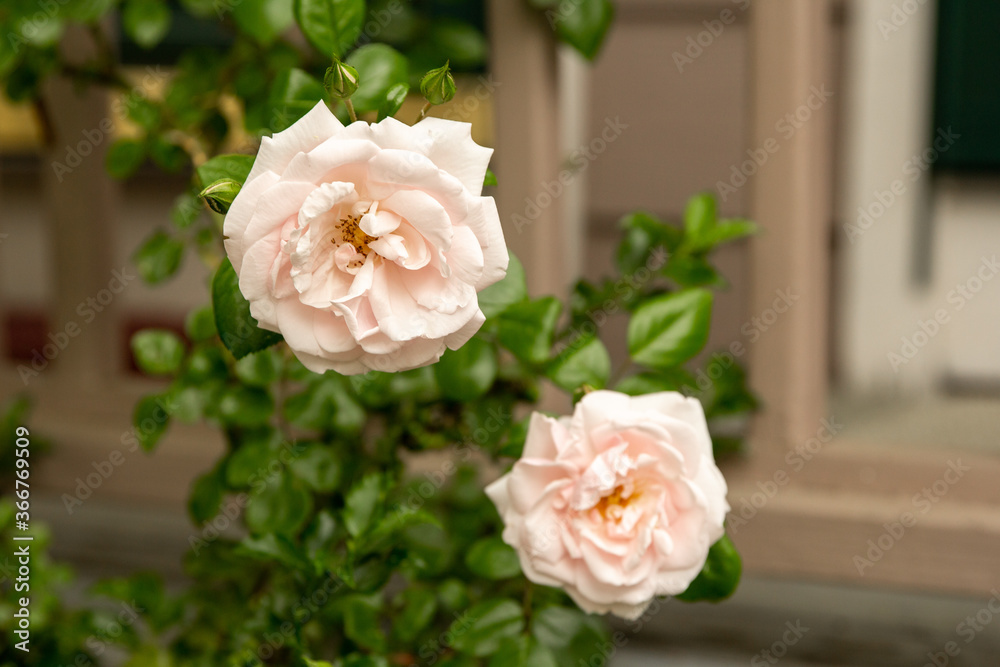 Pink Rose Pink Rose