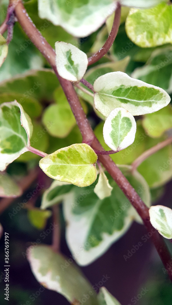Fototapeta premium Ivy stems and leaves