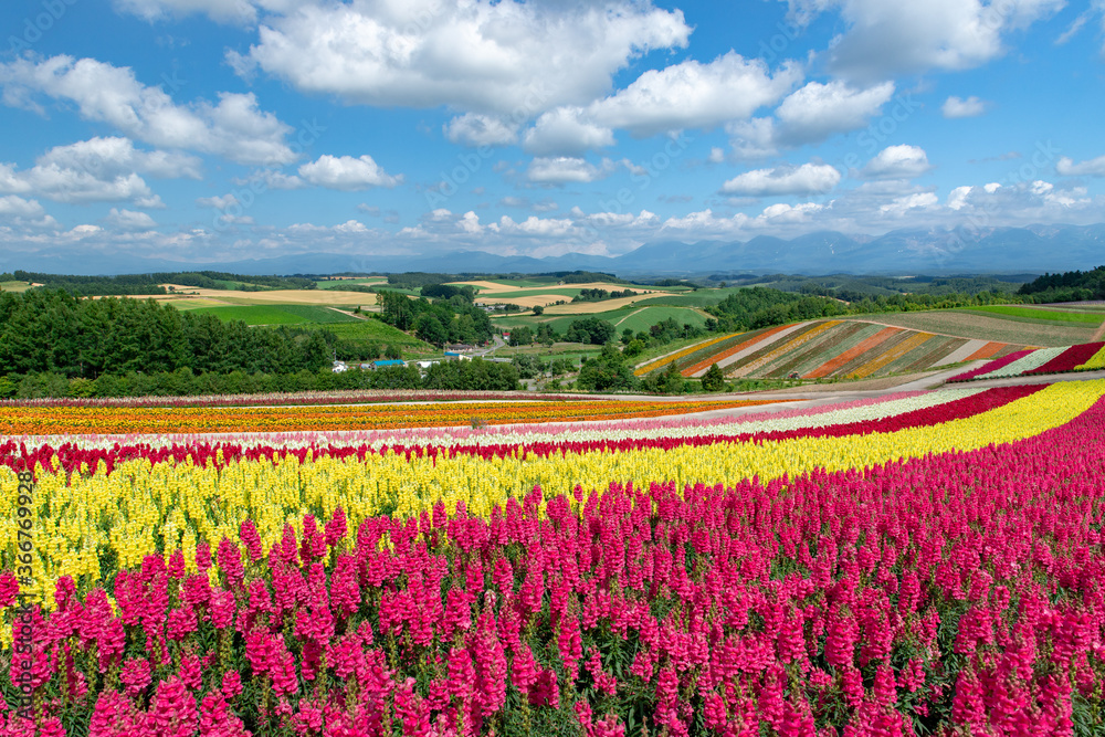 北海道　美瑛町の夏の風景　四季彩の丘