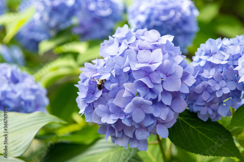 blue hydrangea flower and bumble bee