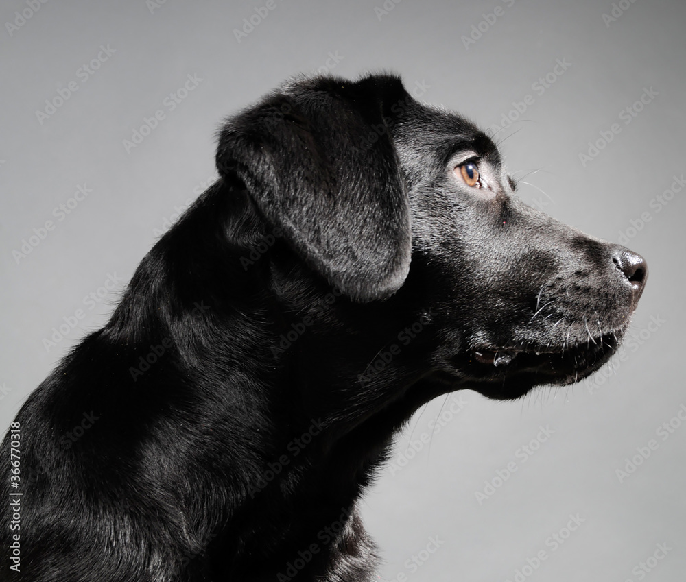 Labrador schwarz, Portrait