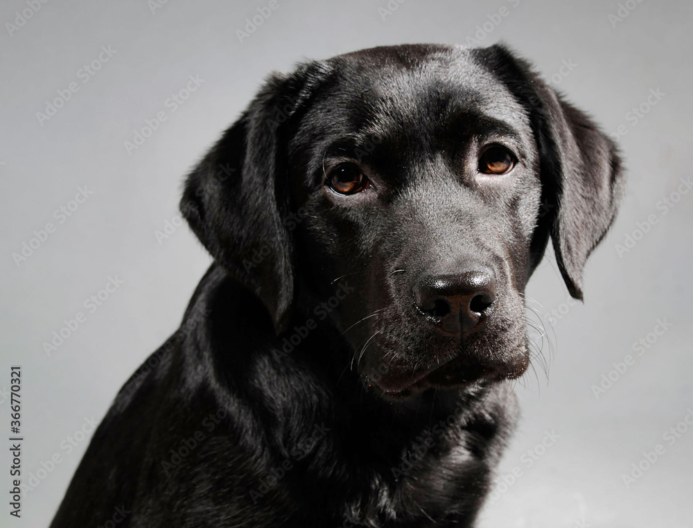 Labrador schwarz, Portrait