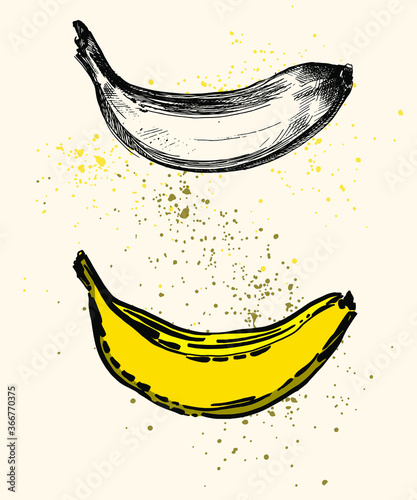 Set of two realistic design bananas isolated on beige splash dots. Natural black and white and yellow banana sketch ink style. Hand drawn real looking pair of fresh fruits. Healthy organic food.