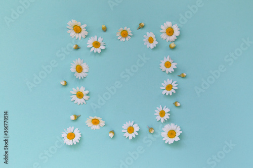 Camomile flowers lying as a frame on pastel background. Floral backdrop
