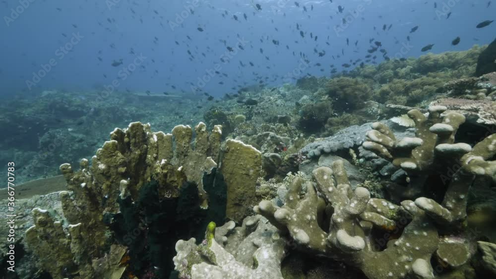 Slow motion shot Diver on background School of fish underwater landscape in Kepulauan Banda Indonesia. Swimming in world colorful beautiful wildlife of reefs and algae. Inhabitants in search of food. Slow motion shot Diver on background School of fish underwater landscape in Kepulauan Banda Indonesia. Swimming in world colorful beautiful wildlife of reefs and algae. Inhabitants in search of food.