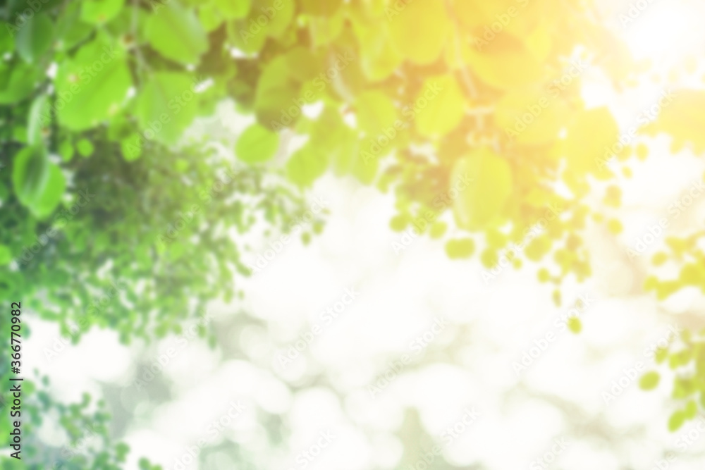 Natural background blur, green leaf images with bokeh as background Natural background blur, green leaf images with bokeh as background