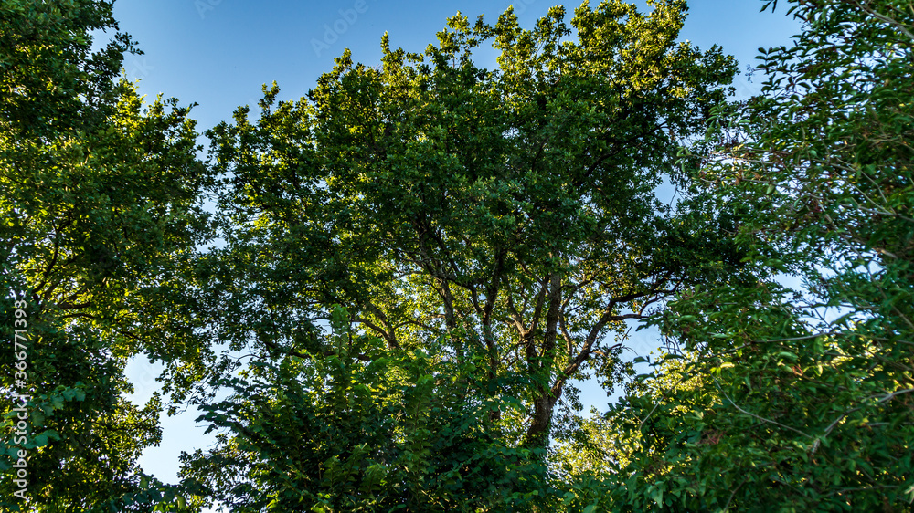 Vegetazione nelle marche in estate