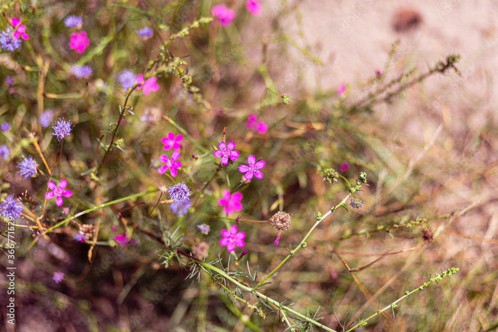Bright natural rich background from wild plants. Multicolored flowers and herbs. Screensaver. Bright natural rich background from wild plants. Multicolored flowers and herbs. Screensaver.