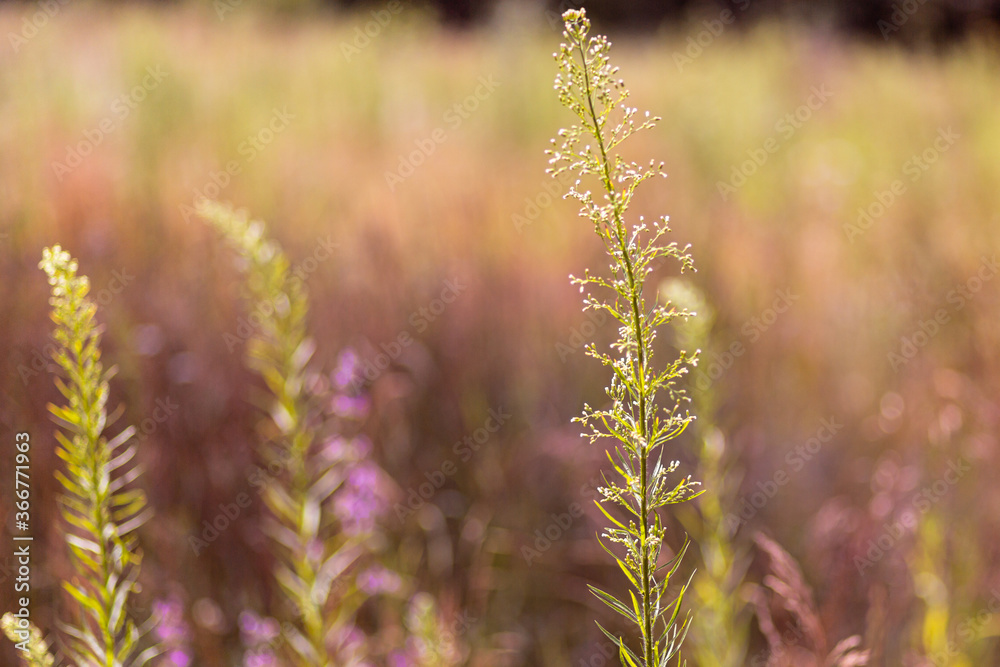 Bright natural rich background from wild plants. Multicolored flowers and herbs. Screensaver. 