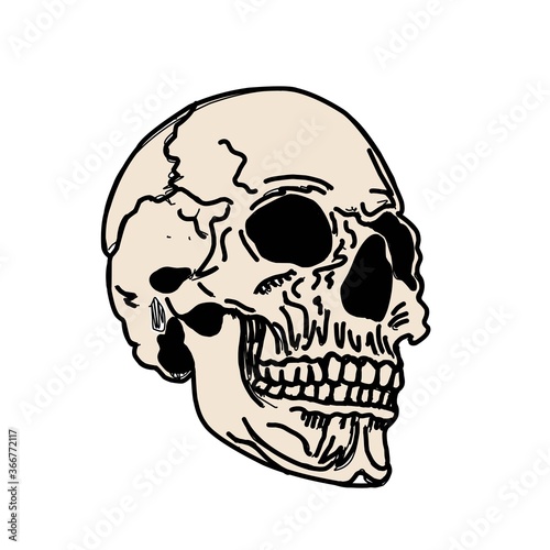 Skull isolated on white. Mertice, zombie. White walkers. Vector bone illustration.