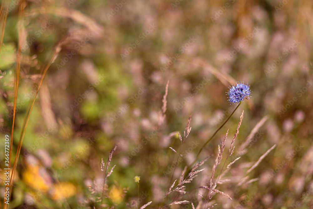 Bright natural rich background from wild plants. Multicolored flowers and herbs. Screensaver. Bright natural rich background from wild plants. Multicolored flowers and herbs. Screensaver.