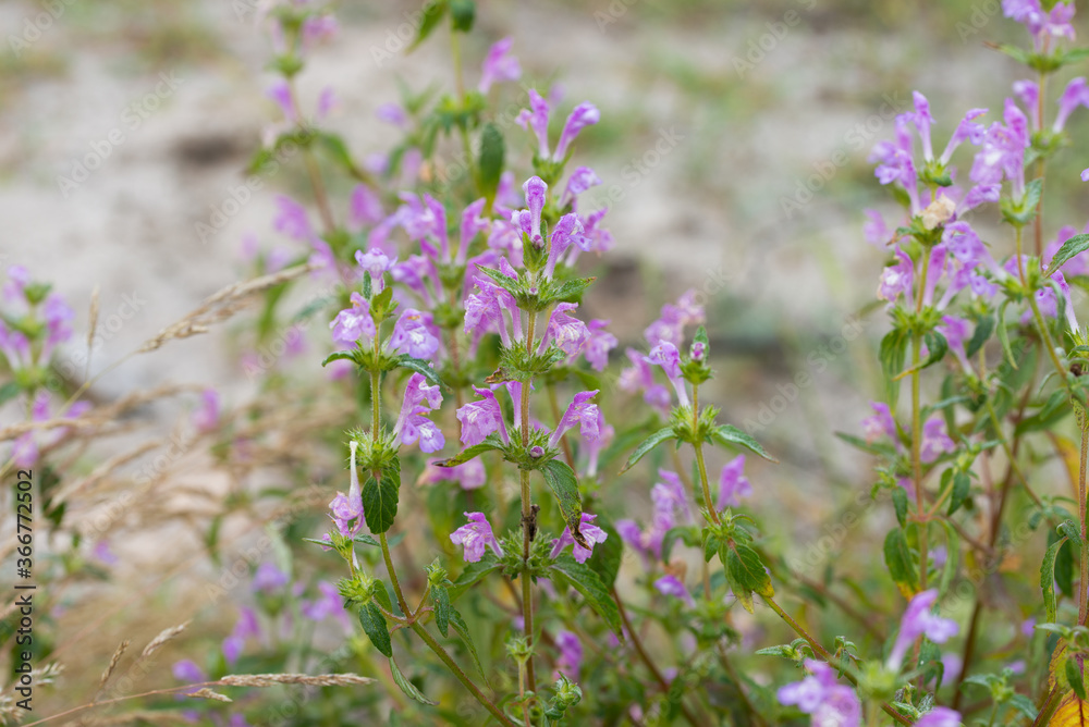 Fototapeta premium Acinos arvensis, basil thyme, spring savory flowers macro selective focus