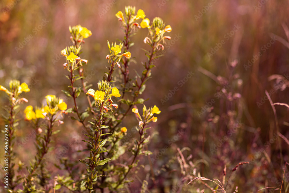 Bright natural rich background from wild plants. Multicolored flowers and herbs. Screensaver. Bright natural rich background from wild plants. Multicolored flowers and herbs. Screensaver.