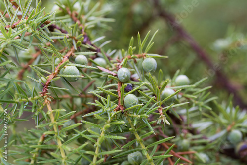 juniper unripe berries macro selective focus