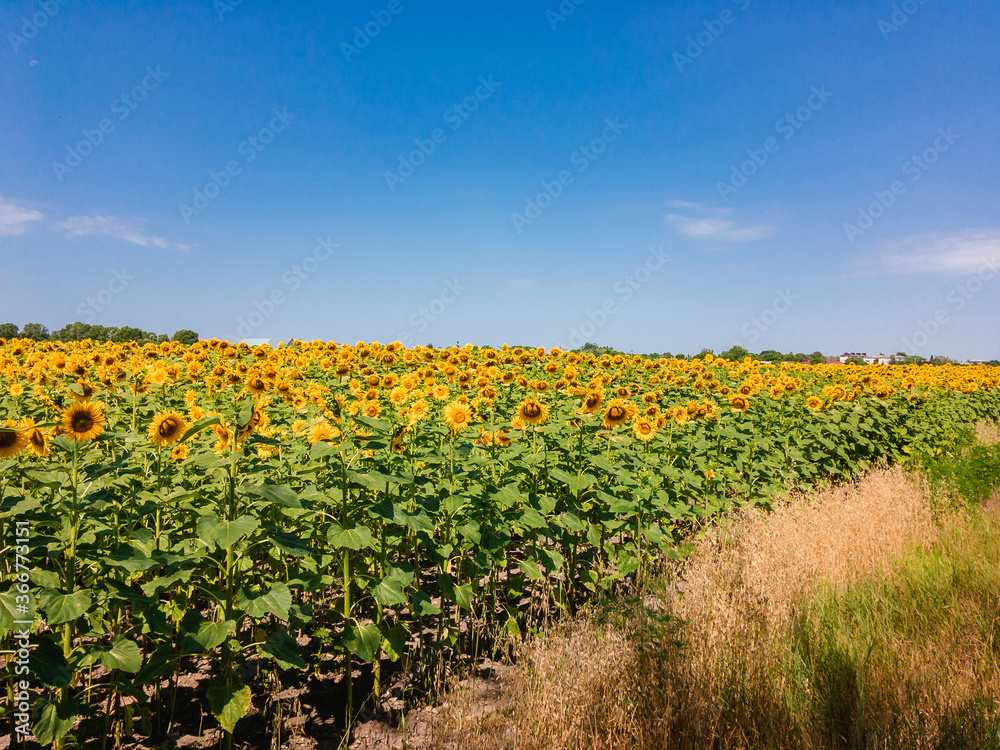 A field with growing sunflowers with large yellow flowers under a blue sky on a sunny summer day.