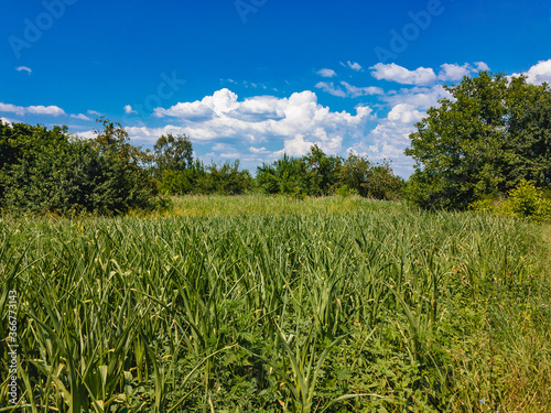 A field with growing green young corn on a sunny summer day with a blue sky with white cumulus clouds.