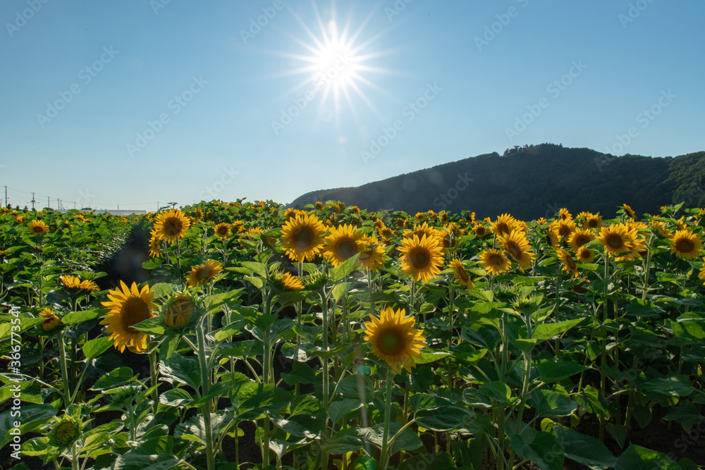Obraz premium 夏のひまわり