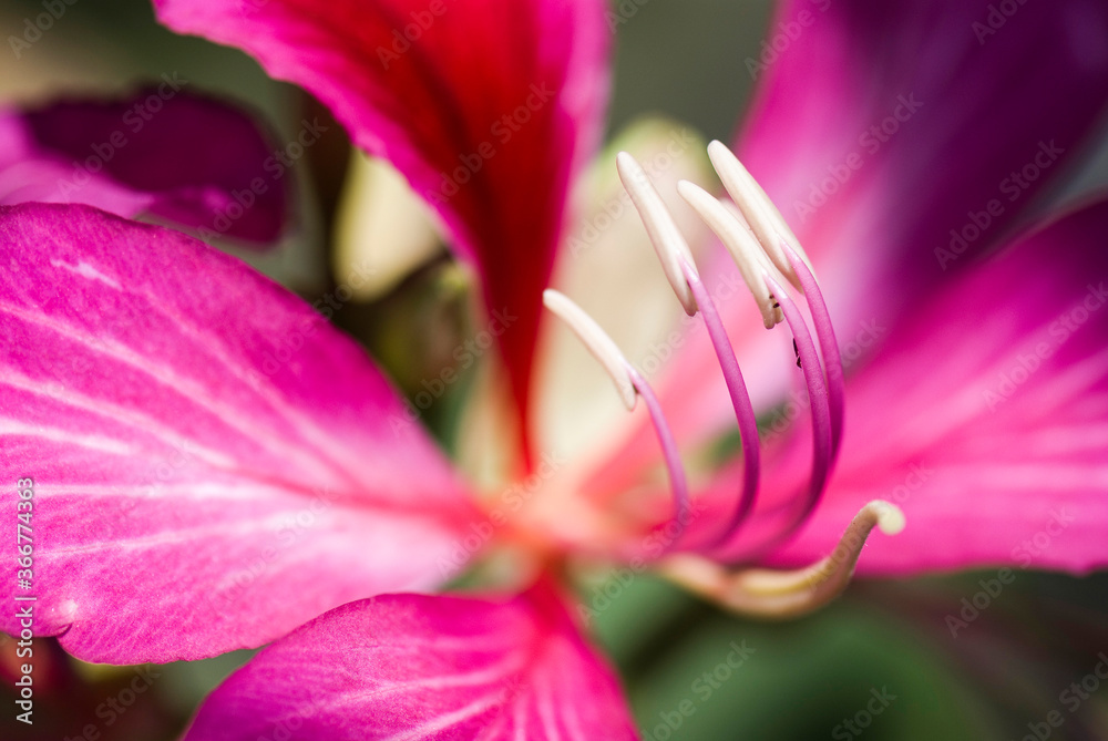 Fototapeta premium Macro of the stamen of a Bauhinia purpurea flower on blur background, Shallow DOF.