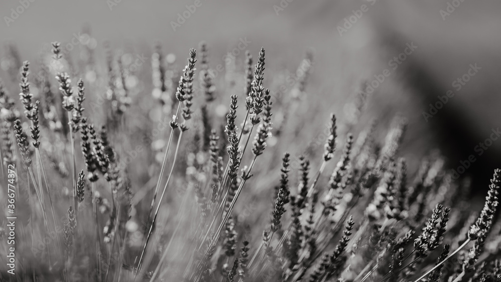 Fototapeta premium Lavande provençale en noir et blanc