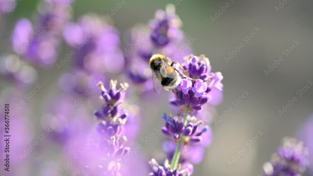 Close-up of Honey Bee on Blooming Fragrant Lavender. lavender purple aromatic flowers at lavender fields of the French Provence. Nature Background. Close-up of Honey Bee on Blooming Fragrant Lavender. lavender purple aromatic flowers at lavender fields of the French Provence. Nature Background.