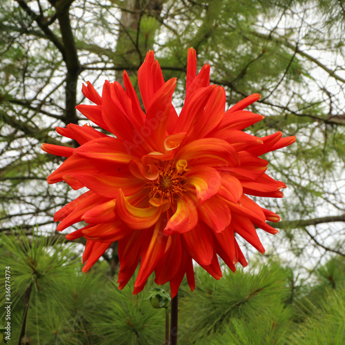 Dahlia des jardins orange et jaune