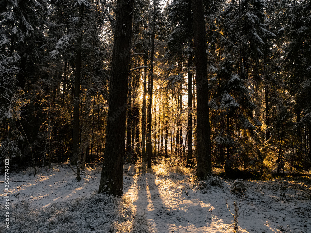 Fototapeta premium Sparse sun beams leaking through dense forest