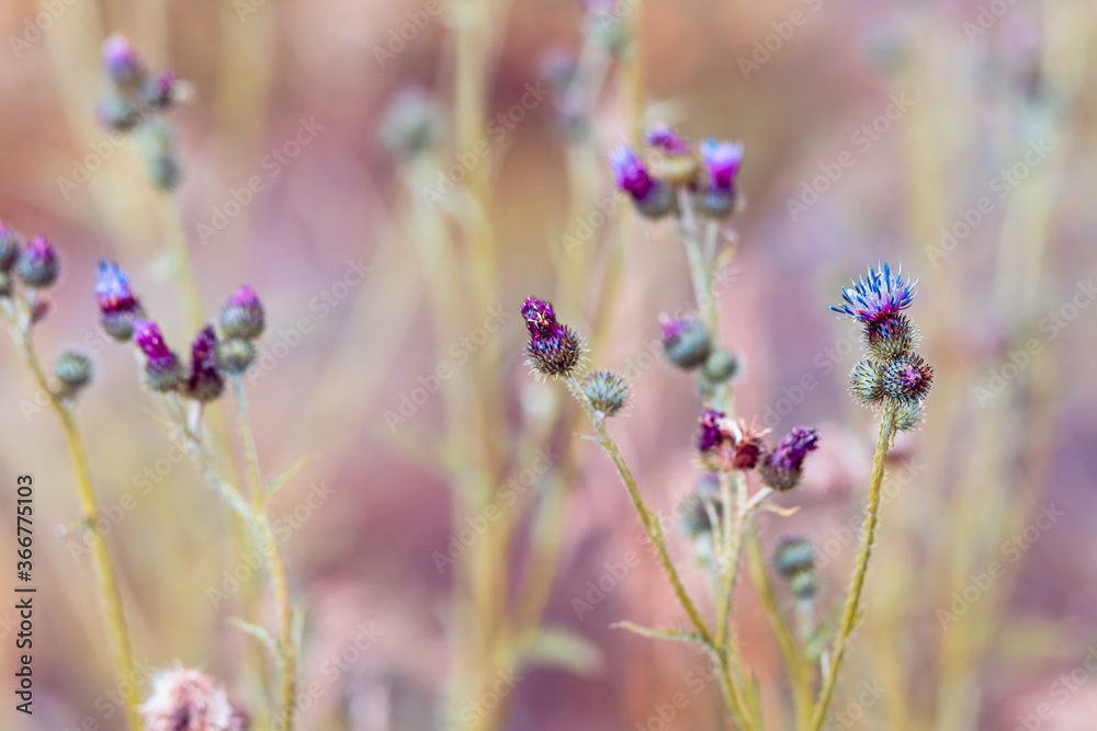 Fototapeta premium Bright natural rich background from wild plants. Multicolored flowers and herbs. Screensaver. 