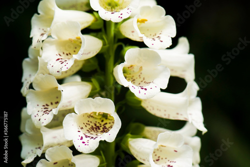 close-up view of digitalis flower in the garden.
