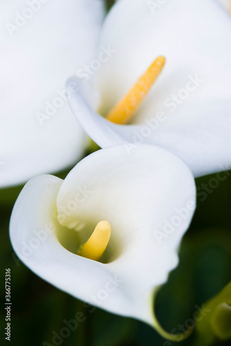 Fototapeta Naklejka Na Ścianę i Meble -  beautiful white calla lily flowers blooming in the garden. 