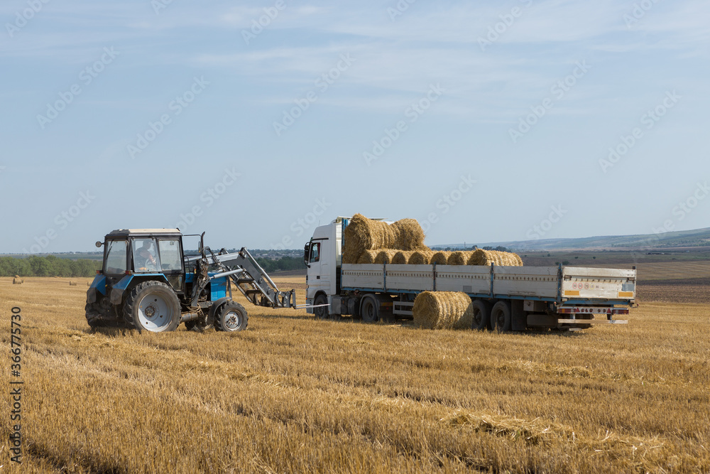 A tractor puts round bales of straw into a trailer of a machine on a mowed wheat field. A tractor puts round bales of straw into a trailer of a machine on a mowed wheat field.