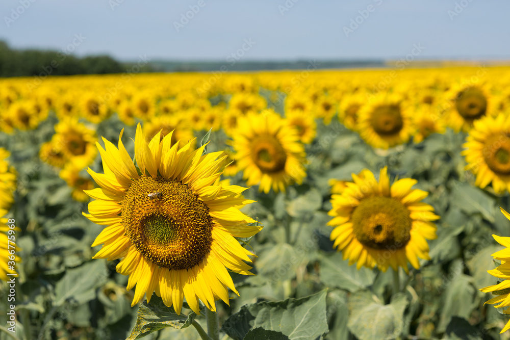 Bright golden sunflower field at sunset.