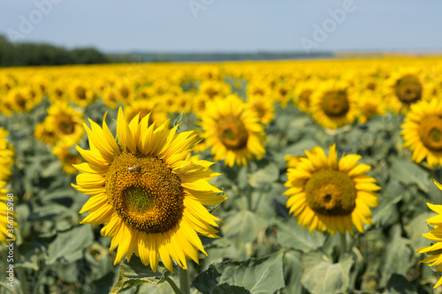 Bright golden sunflower field at sunset.