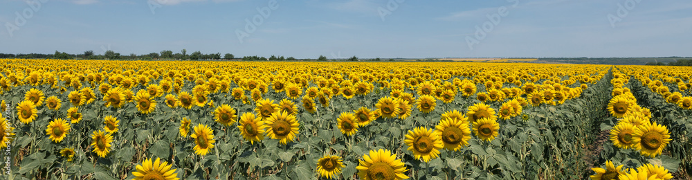 Bright golden sunflower field at sunset.