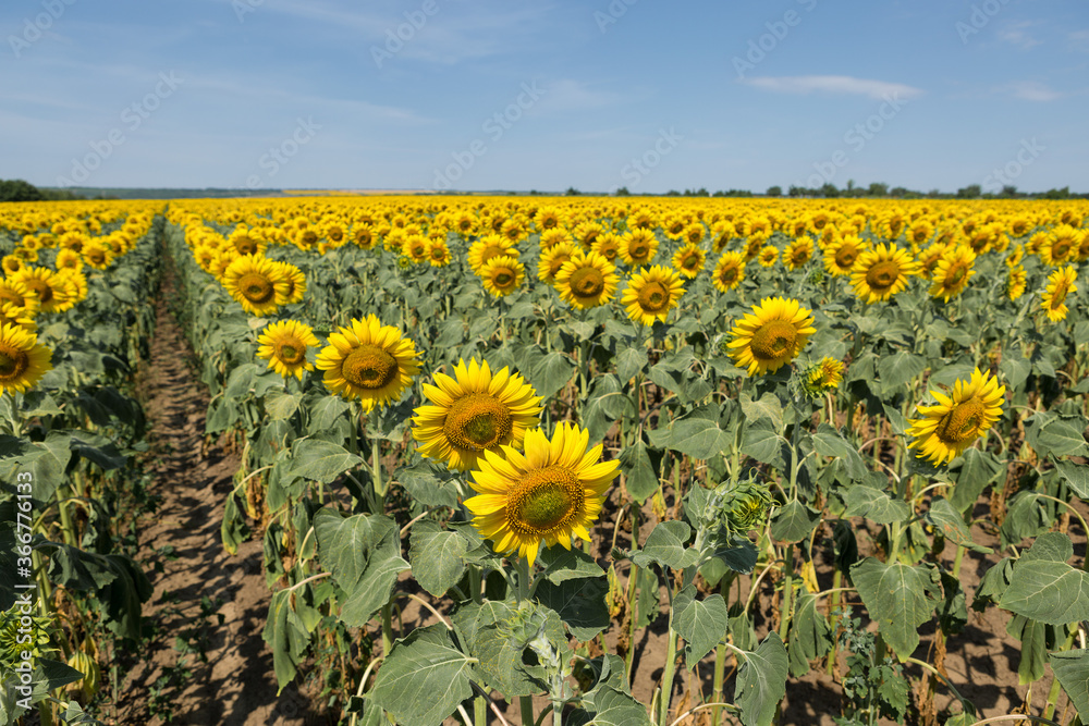 Fototapeta premium Bright golden sunflower field at sunset.