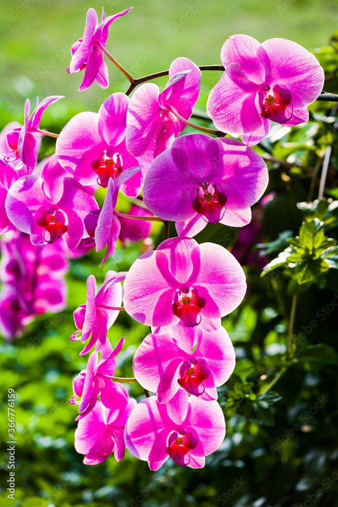 Close-up of pink orchid flowers in the garden Close-up of pink orchid flowers in the garden