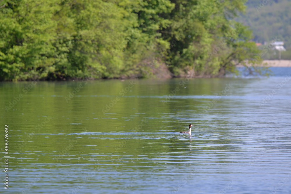 Podiceps cristatus swimming in the lake in spring season on sunny day Podiceps cristatus swimming in the lake in spring season on sunny day