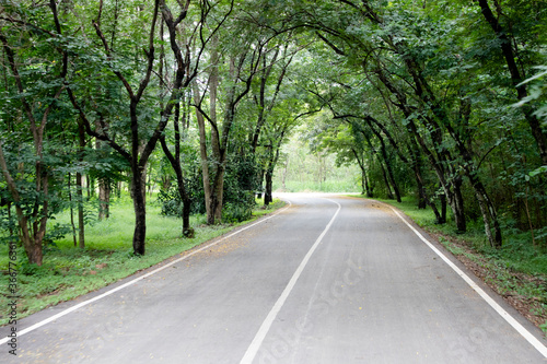 The tree tunnel in the countryside beside the road