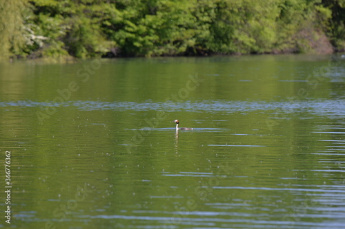 Podiceps cristatus swimming in the lake in spring season on sunny day