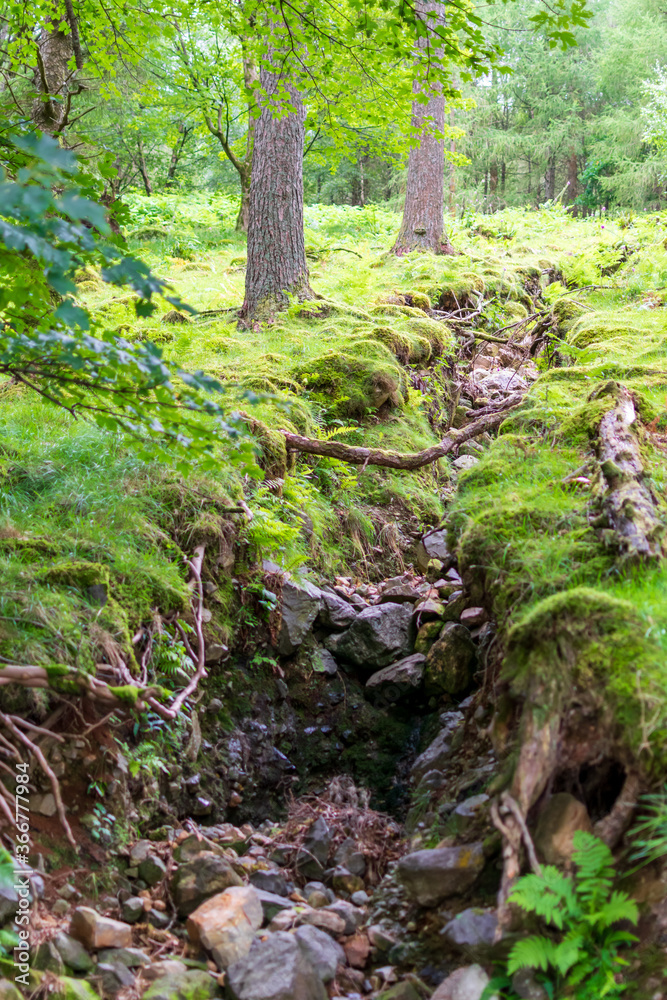 stream in the woods stream in the woods