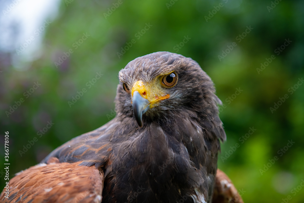 close up of Parabuteo unicinctus - Harris's Hawk close up of Parabuteo unicinctus - Harris's Hawk