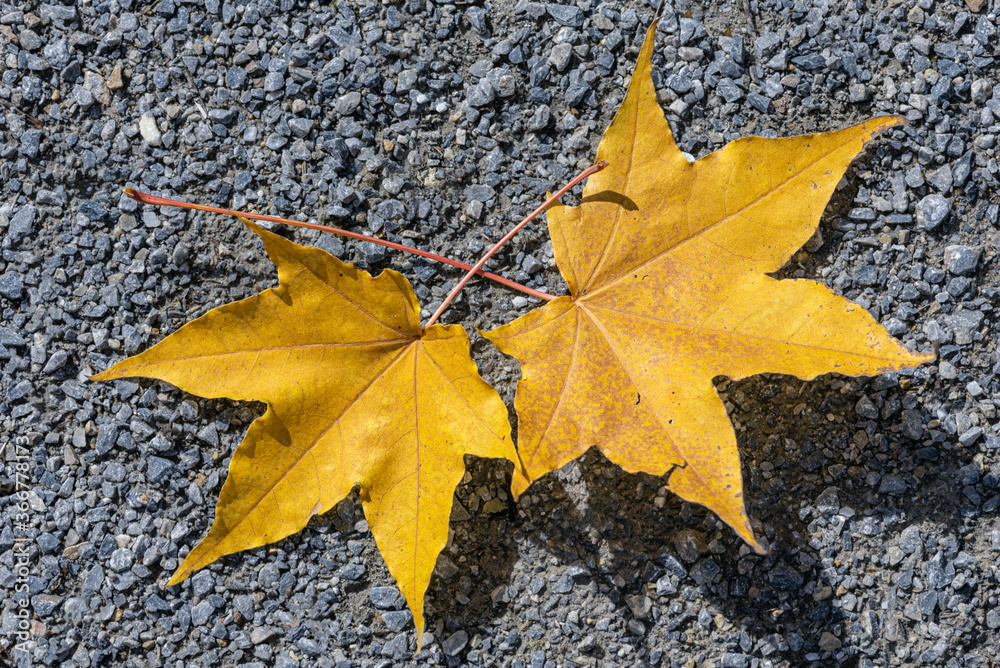 Two yellow maple leaves on the gravel path Two yellow maple leaves on the gravel path