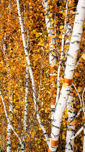 Autumn birch trees with yellow leaves close up