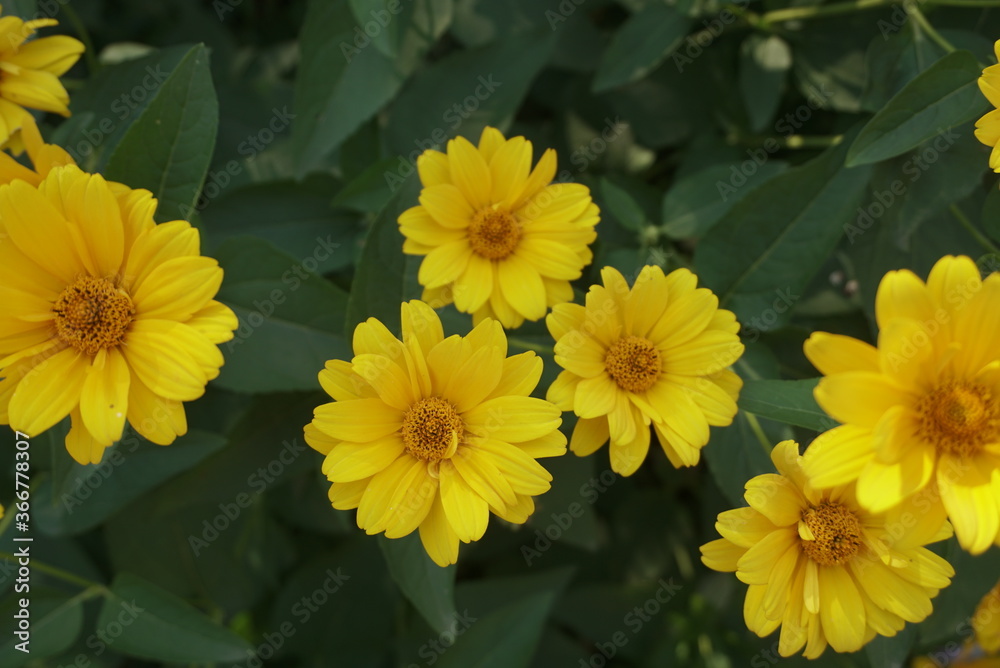 Obraz premium beautiful yellow flowers bloom in the garden
